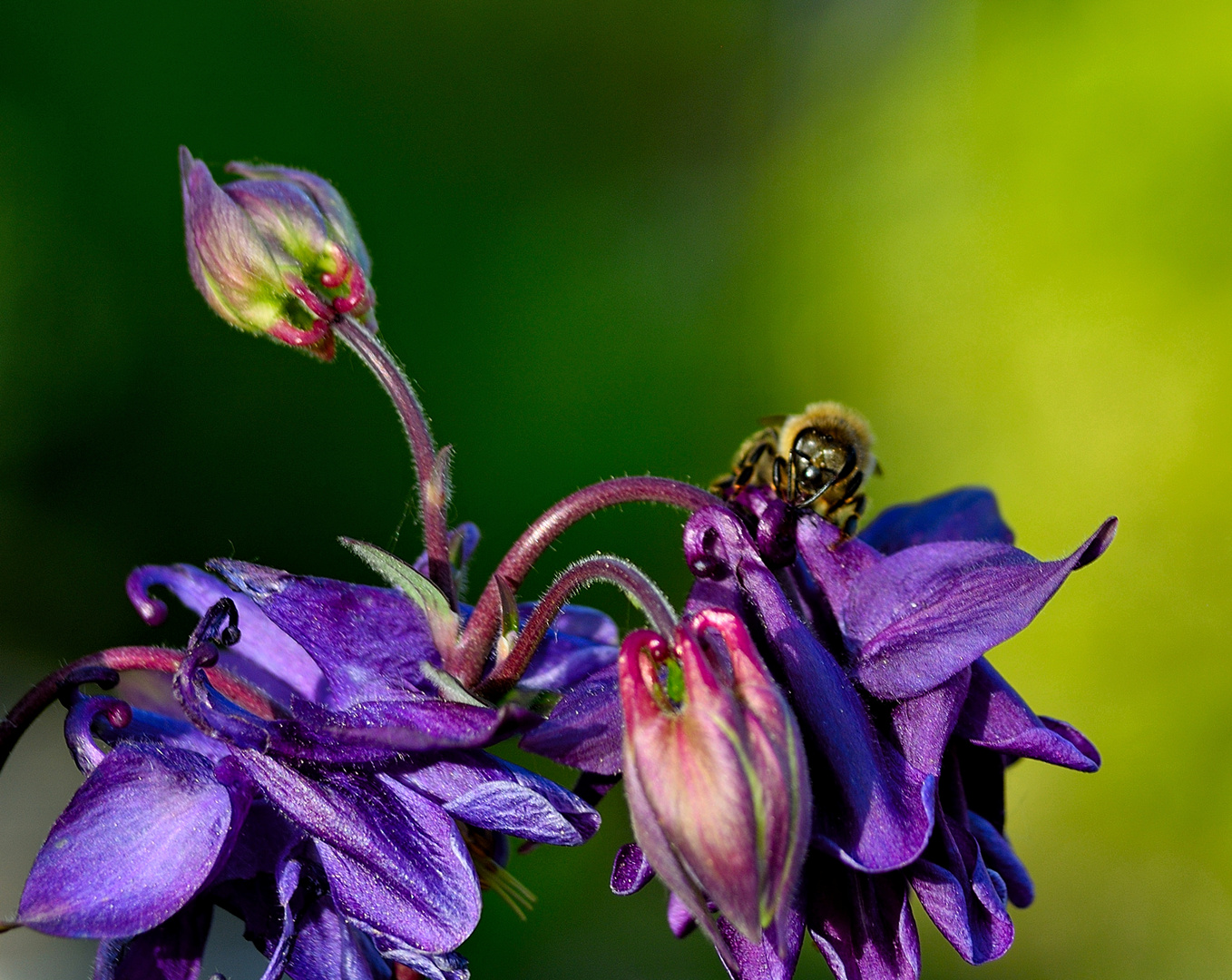 blumenfarben