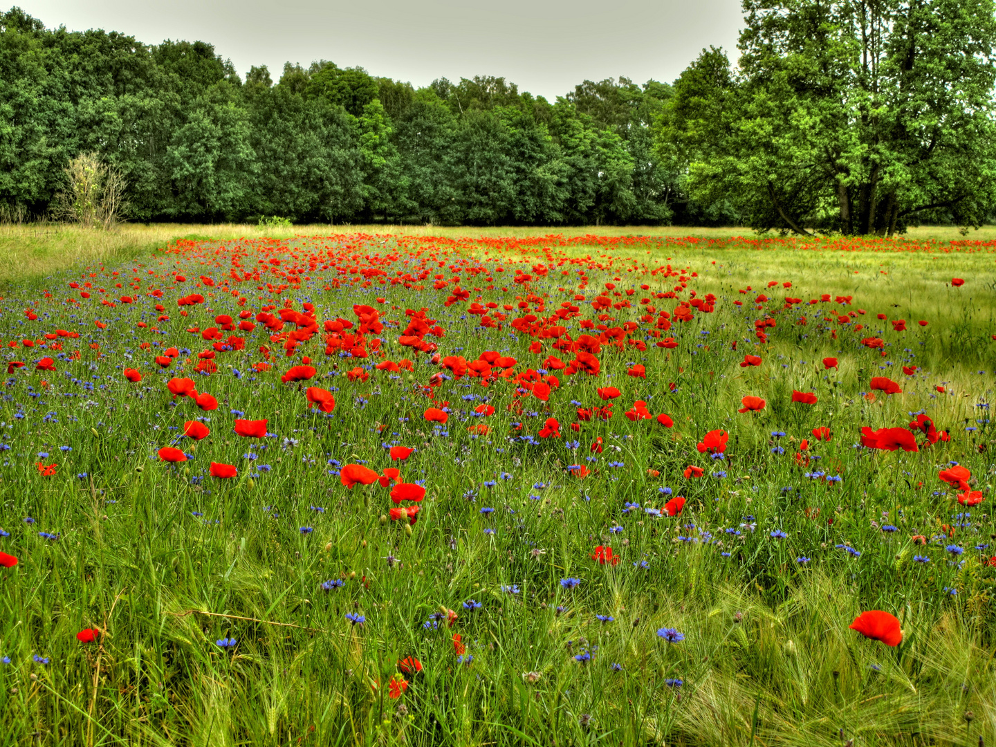 Blumenfeld Foto & Bild | deutschland, europe, brandenburg ...