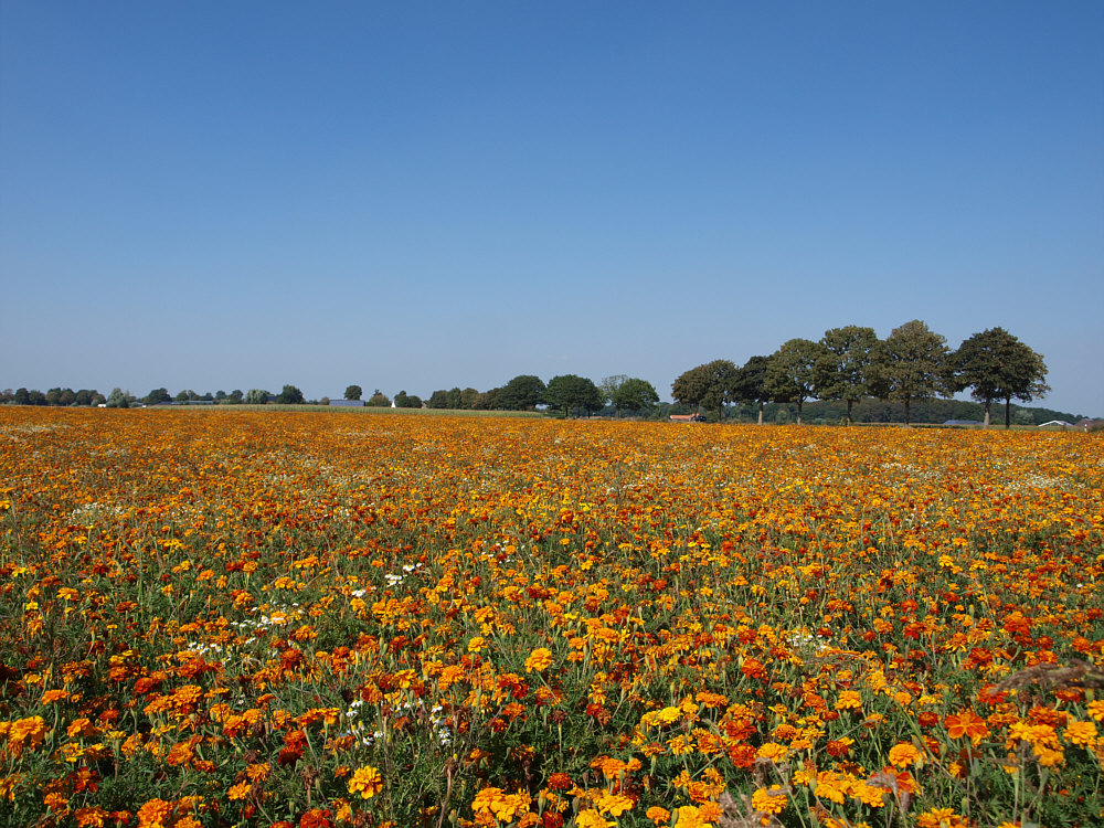 Blumenfeld Foto & Bild feld, blumen, pflanzen Bilder auf