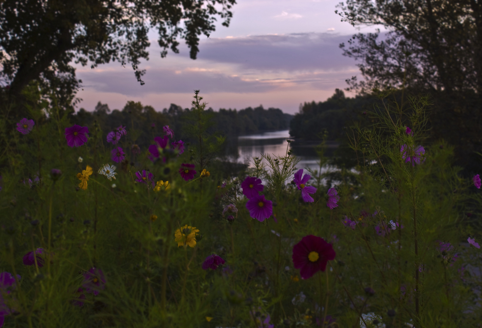 Blumenfeld am Rhein