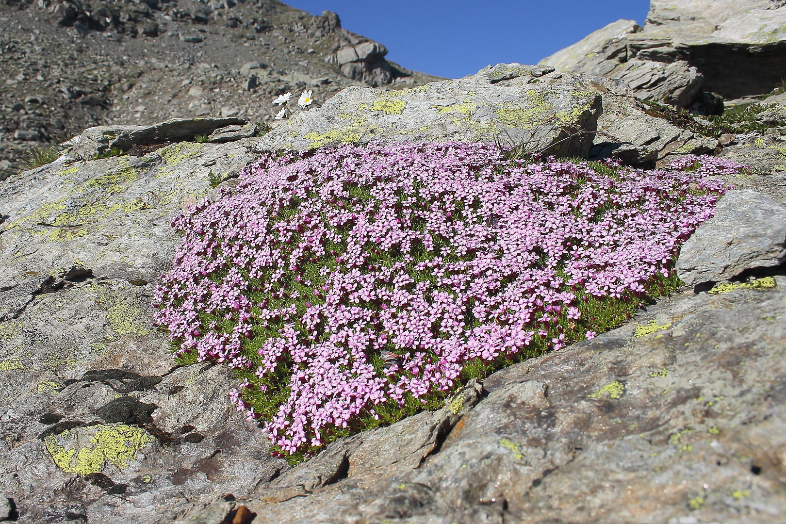 Blumenfeld auf Felsen