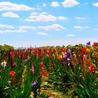 Blumenfeld aus Gladiolen