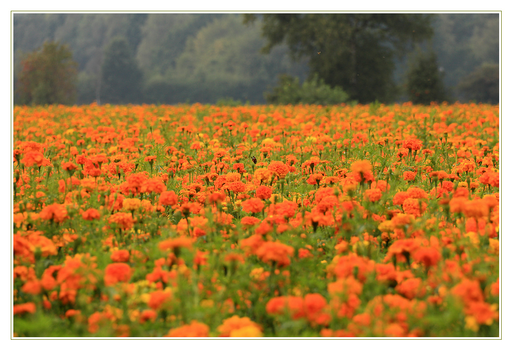 Blumenfeld Foto & Bild deutschland, europe, schleswig holstein