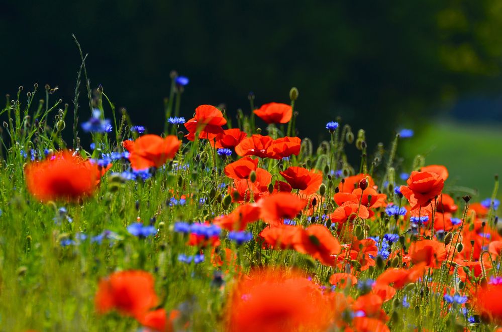 Blumenfeld Foto & Bild jahreszeiten, frühling, natur Bilder auf