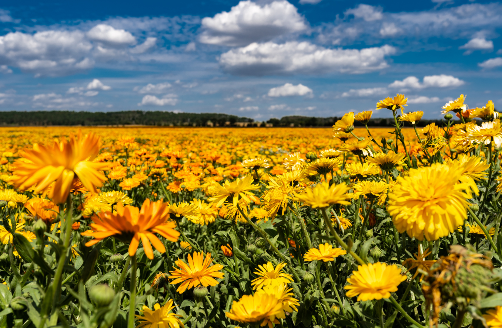 Blumenfeld im Harz