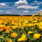 Blumenfeld im Harz