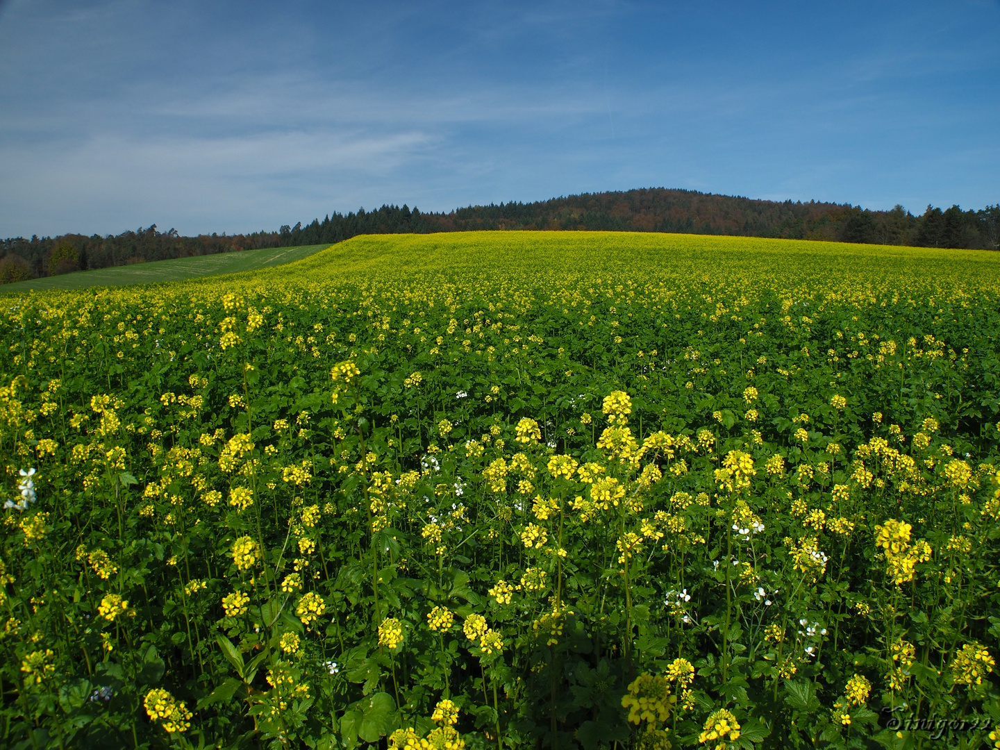 Blumenfeld im Herbst