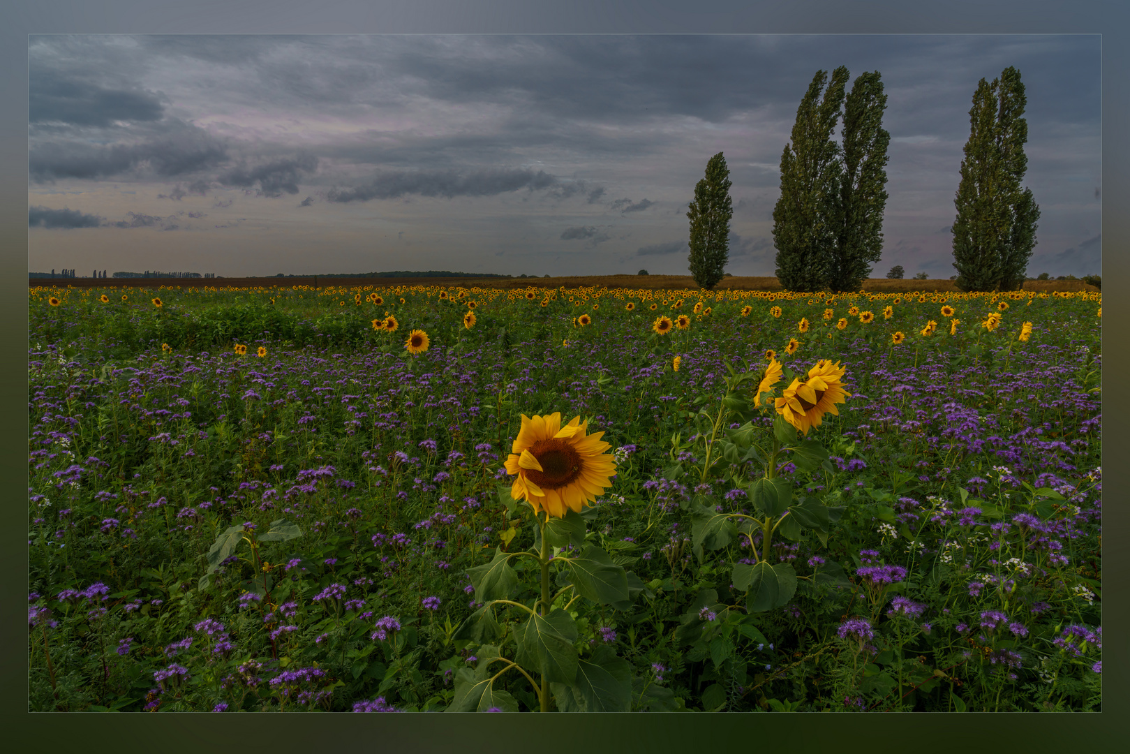 Blumenfeld im Herbst