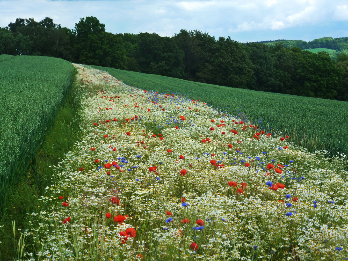 Blumenfeld im Juni 2012