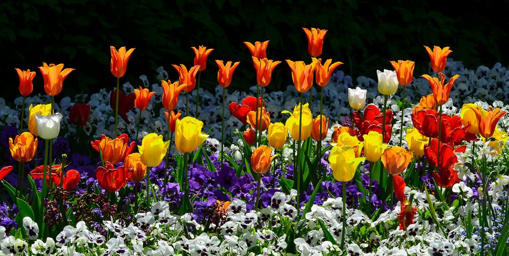 Blumenfeld im Mai Foto & Bild | pflanzen, pilze & flechten, blüten