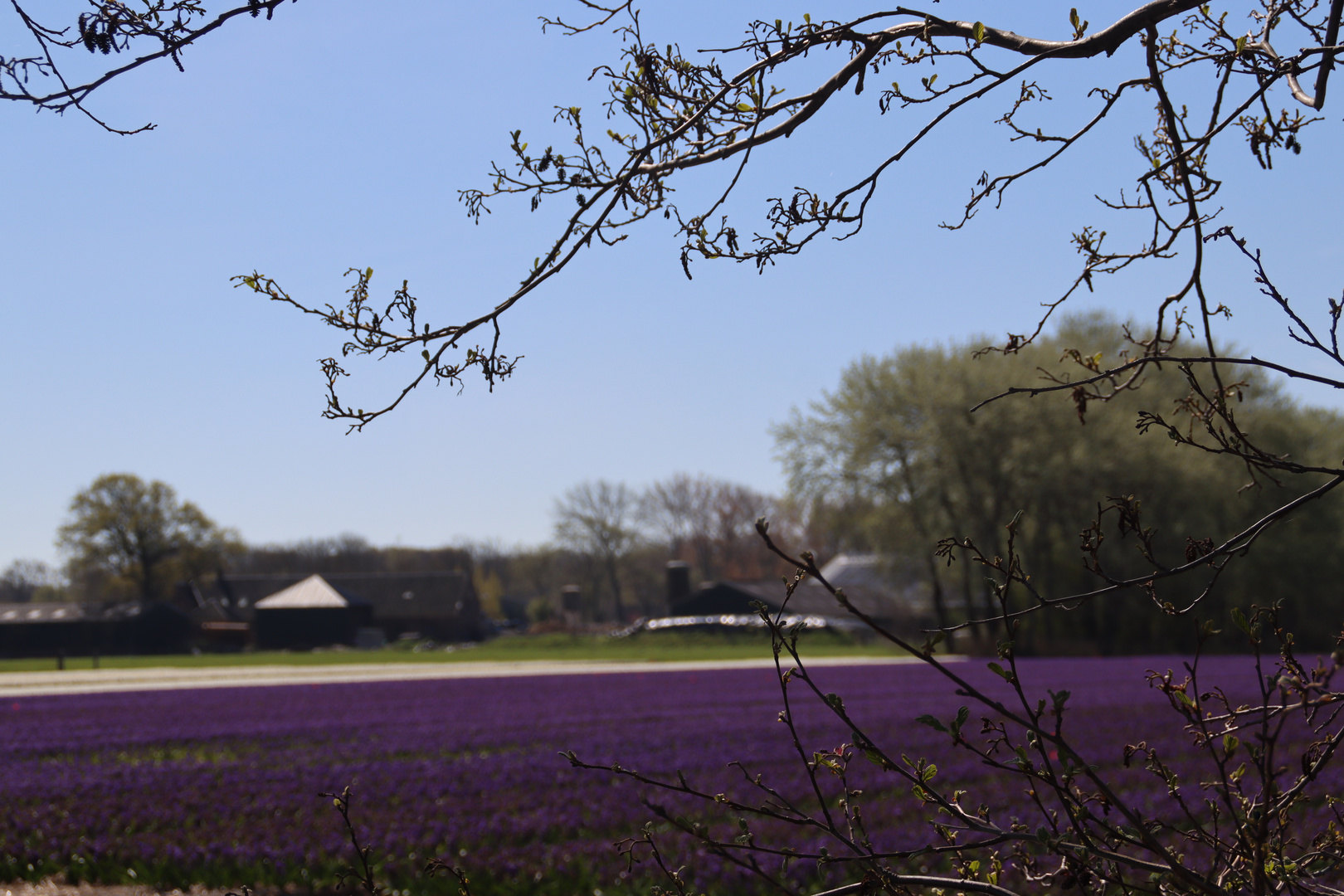 Blumenfeld in Holland