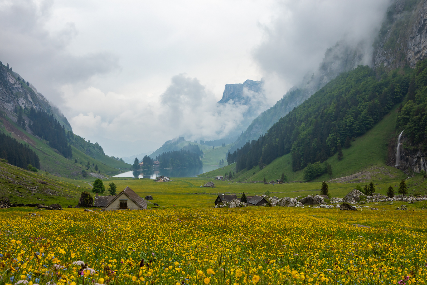 Blumenfeld mit Blick auf Seealpsee