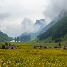 Blumenfeld mit Blick auf Seealpsee