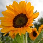 Blumenfeld - Sonnenblume