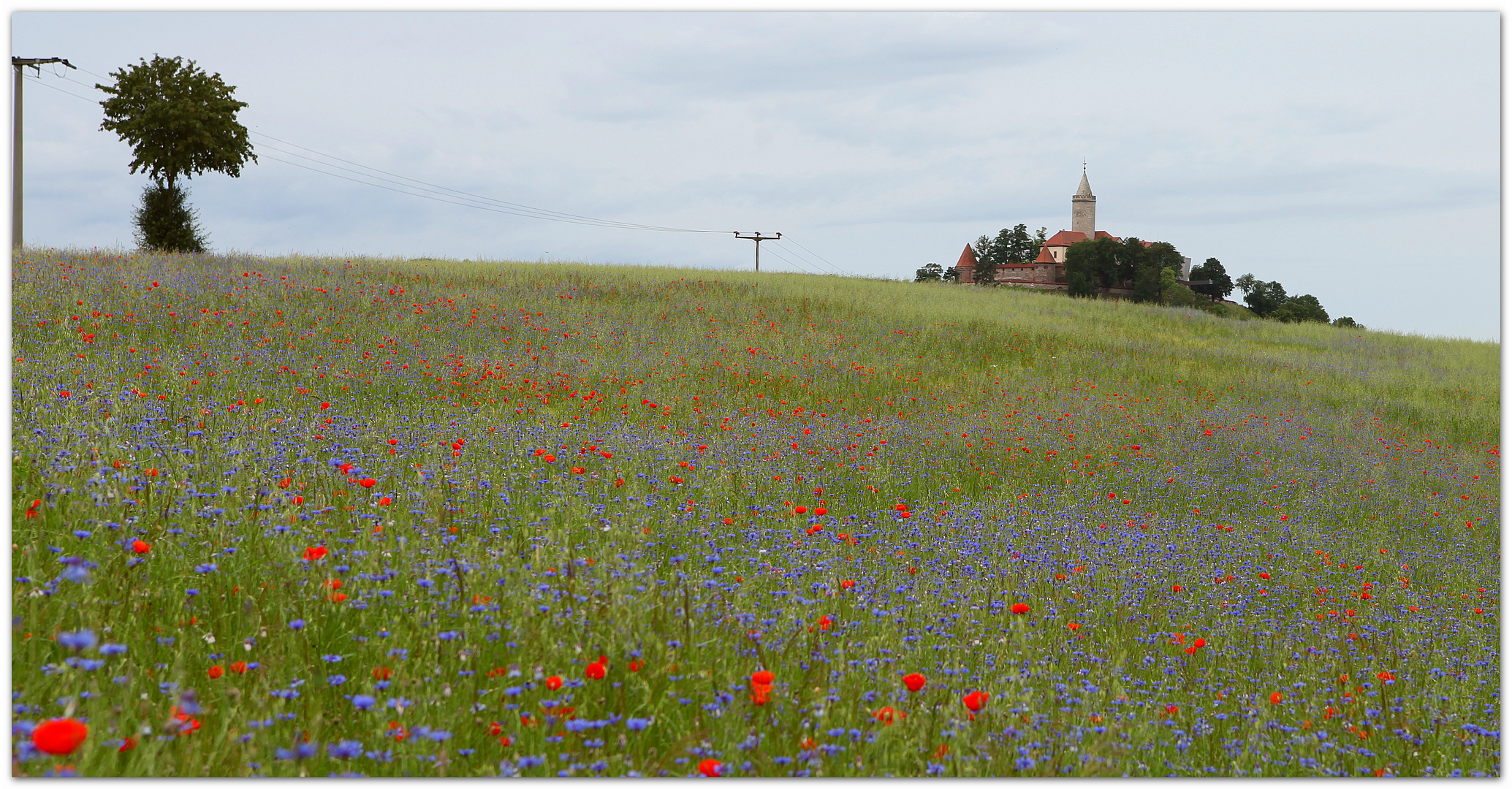 Blumenfeld unter der Leuchtenburg