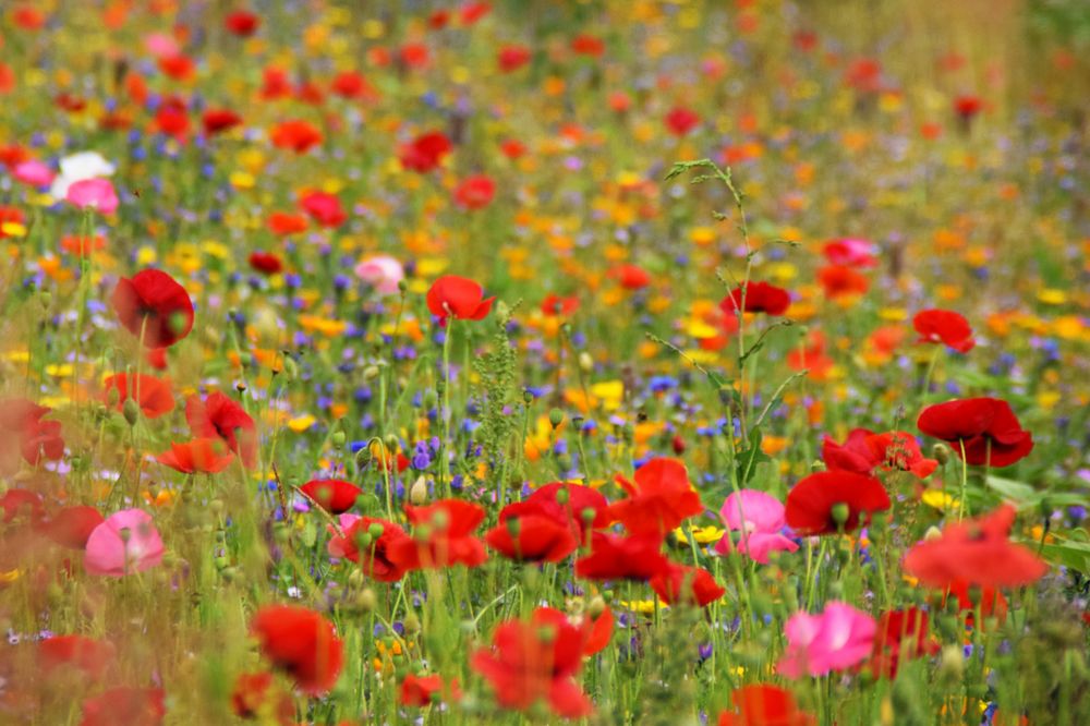 Blumenfeld wild 1 Foto & Bild natur, pflanzen, blüten Bilder auf