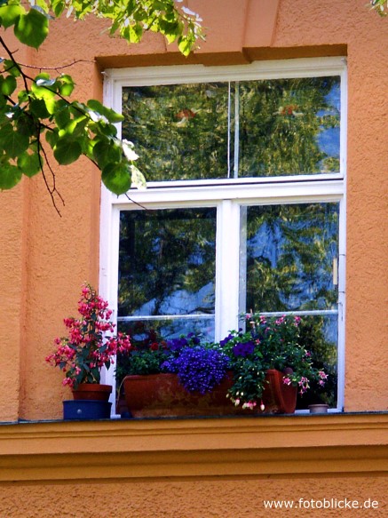 Blumenfenster