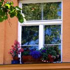 Blumenfenster