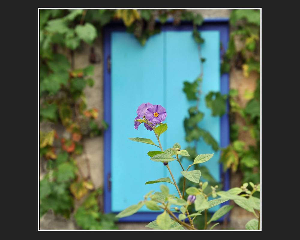 Blumenfenster