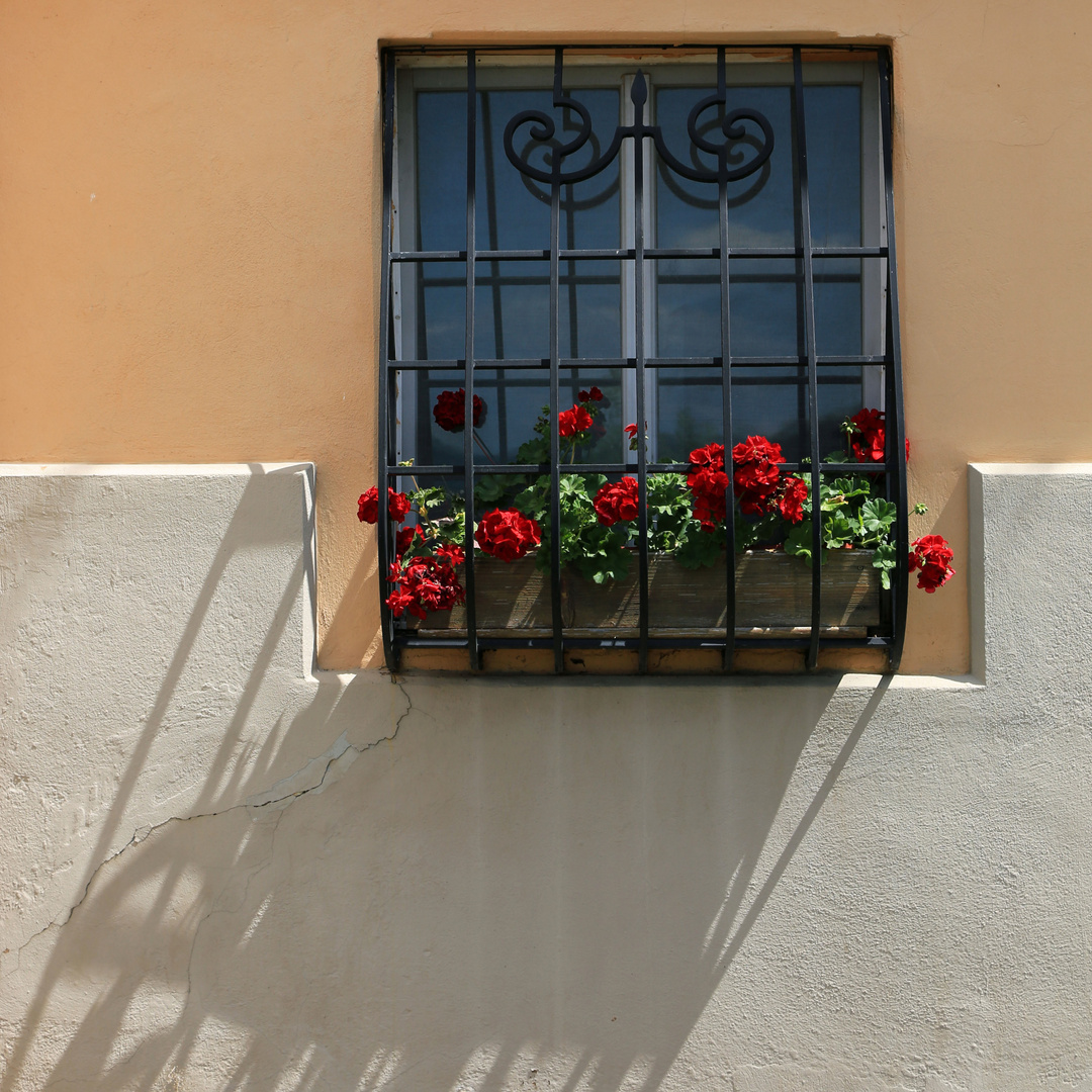 blumenfenster 