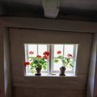 blumenfenster