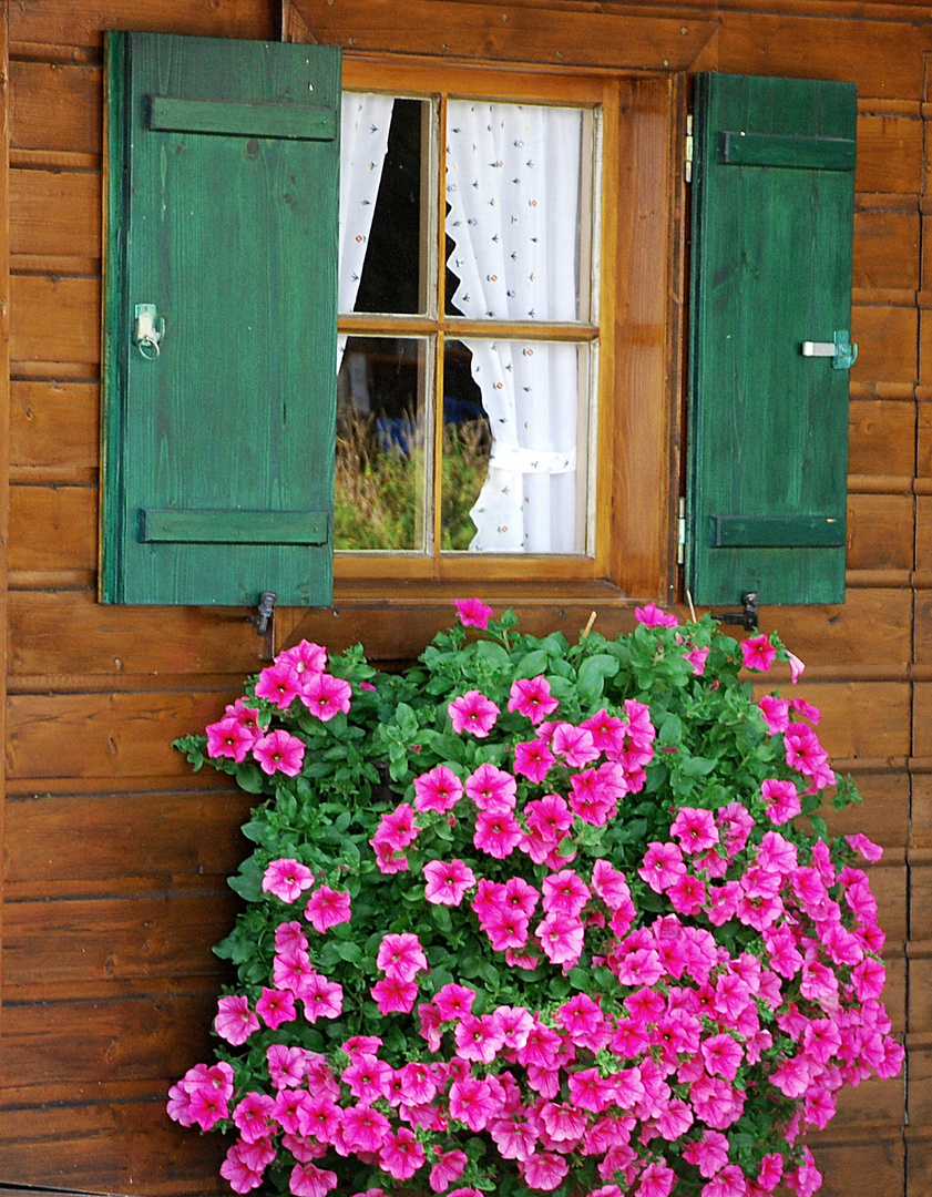 Blumenfenster