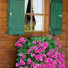 Blumenfenster