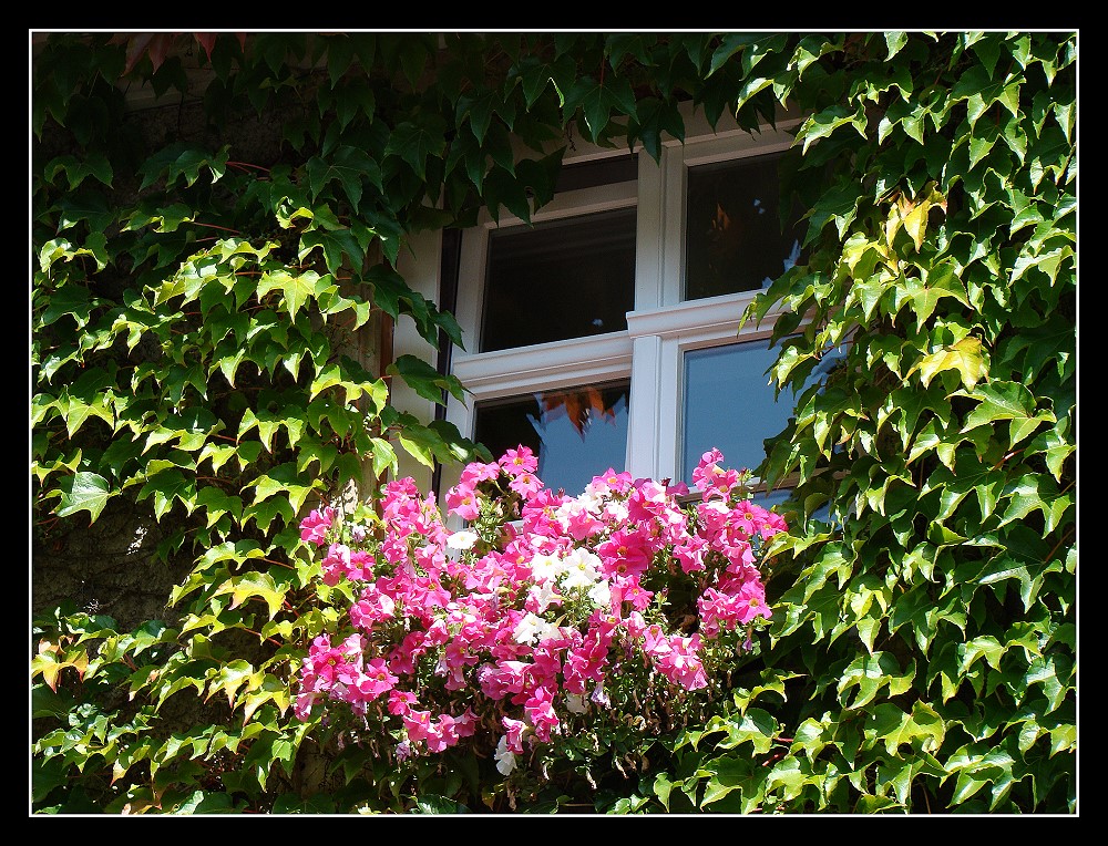 " Blumenfenster "