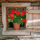 Blumenfenster