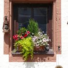 Blumenfenster