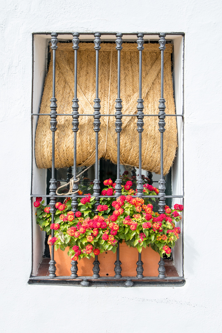 Blumenfenster