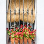 Blumenfenster