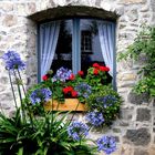 Blumenfenster