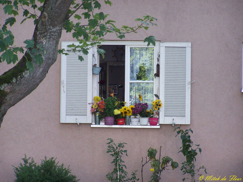 Blumenfenster