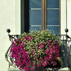 Blumenfenster