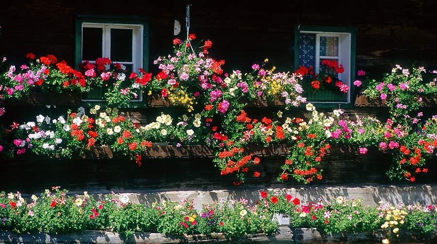 Blumenfenster