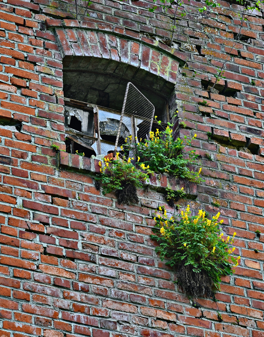 Blumenfenster