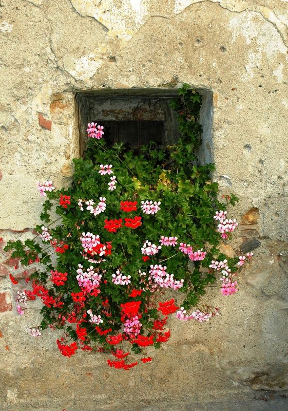 Blumenfenster