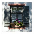 Blumenfenster