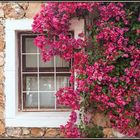 "Blumenfenster"