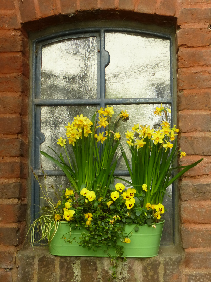 Blumenfenster