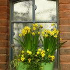 Blumenfenster