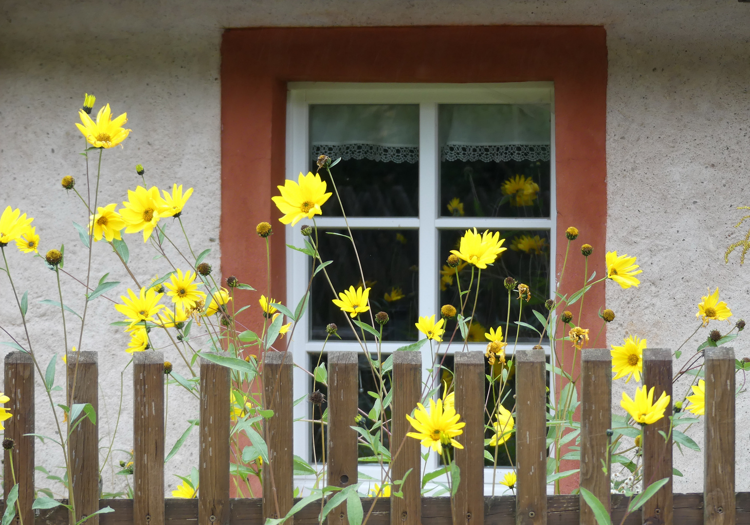 Blumenfenster