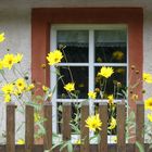 Blumenfenster