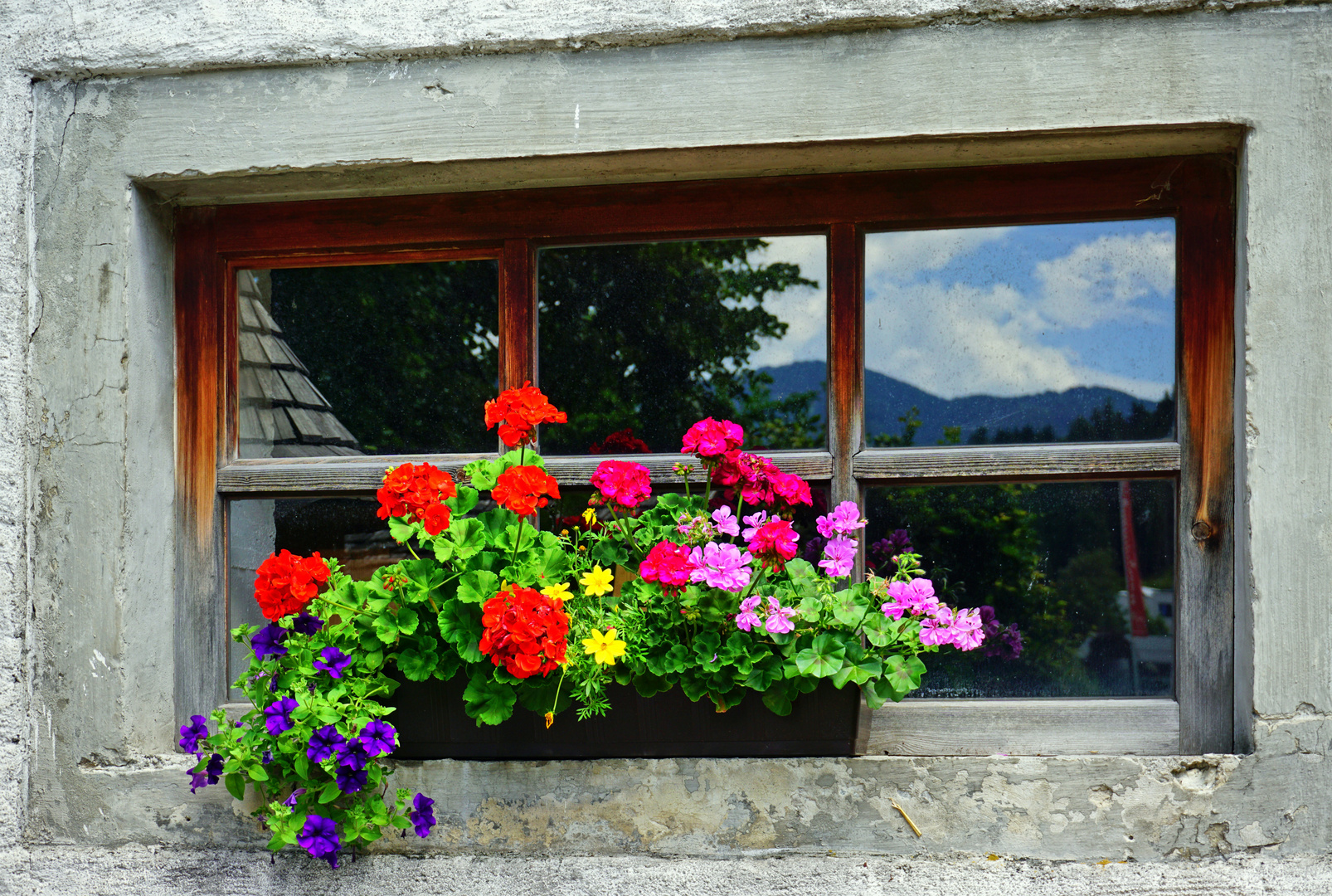 Blumenfenster