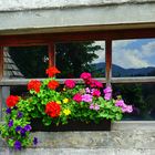 Blumenfenster