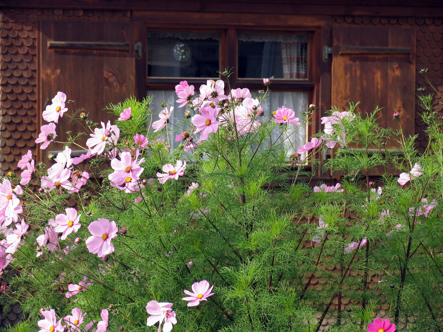 Blumenfenster