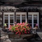 Blumenfenster