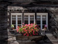 Blumenfenster