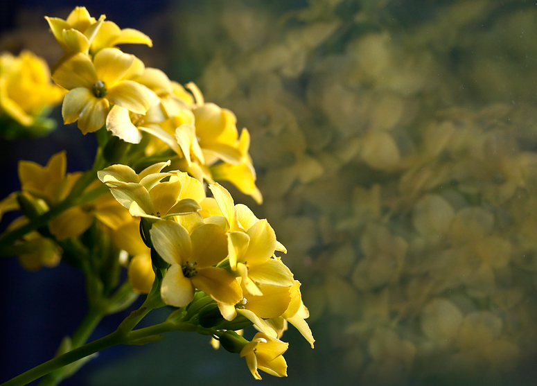 Blumenfenster, ....